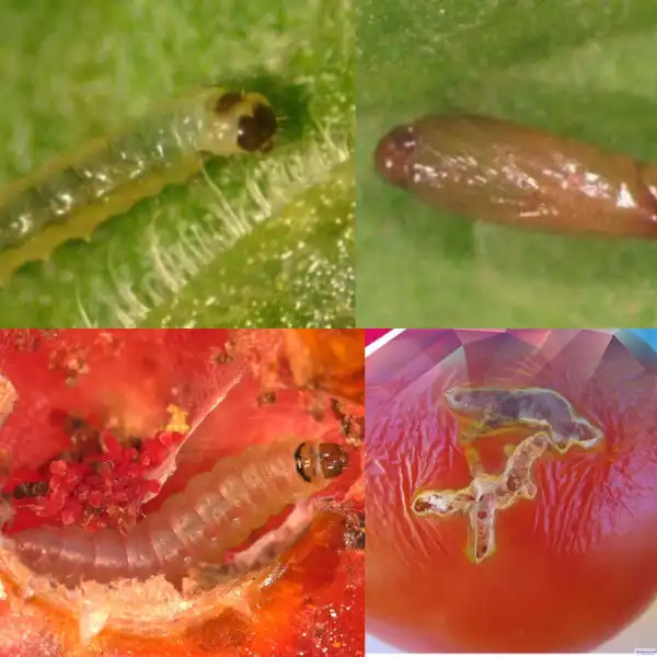 Tomato Ebola hits 6 states as Kaduna State declares state of emergency over it